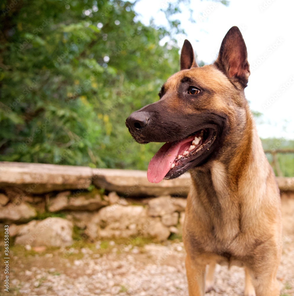 Malinois chien domestique 