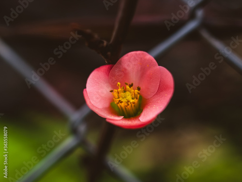 red flower in the garden