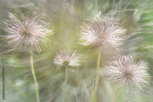 gone to seed flower head