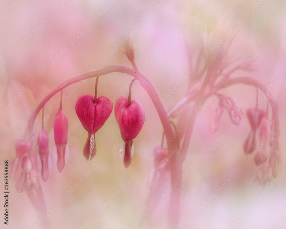 Fototapeta premium Bleeding Heart Flower