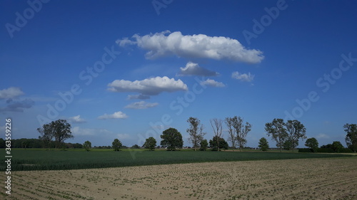 Weiße Wolken am strahlend blauen Himmel über den Bäumen photo