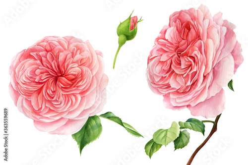 Set of pink roses, watercolor botanical painting. Elements for greeting card