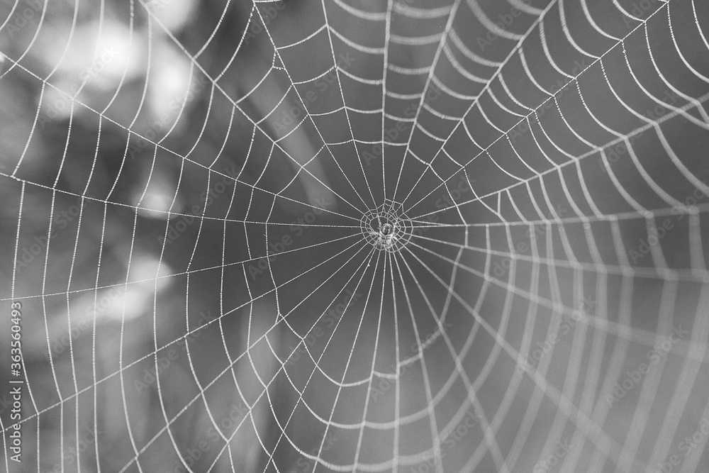 Obraz premium Insect Spider and Web