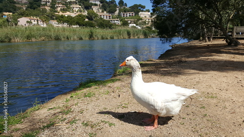 Fotografie Gans am Torrent de Canyamel, Mallorca