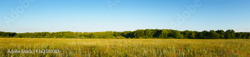 Panorama of a Large green meadow in front of forest