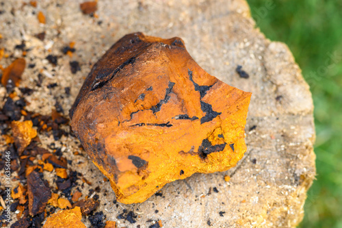 peeled piece wild mushroom chaga birch fungus on a wooden stump background. step by step. top view