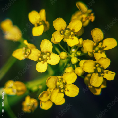 Small yellow forest flowers photo