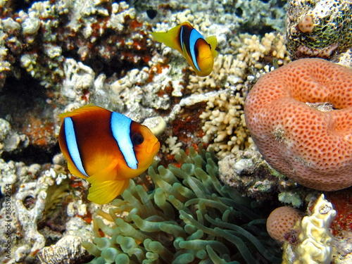 Clownfish, amphiprion (Amphiprion Enae). Red sea clownfish.