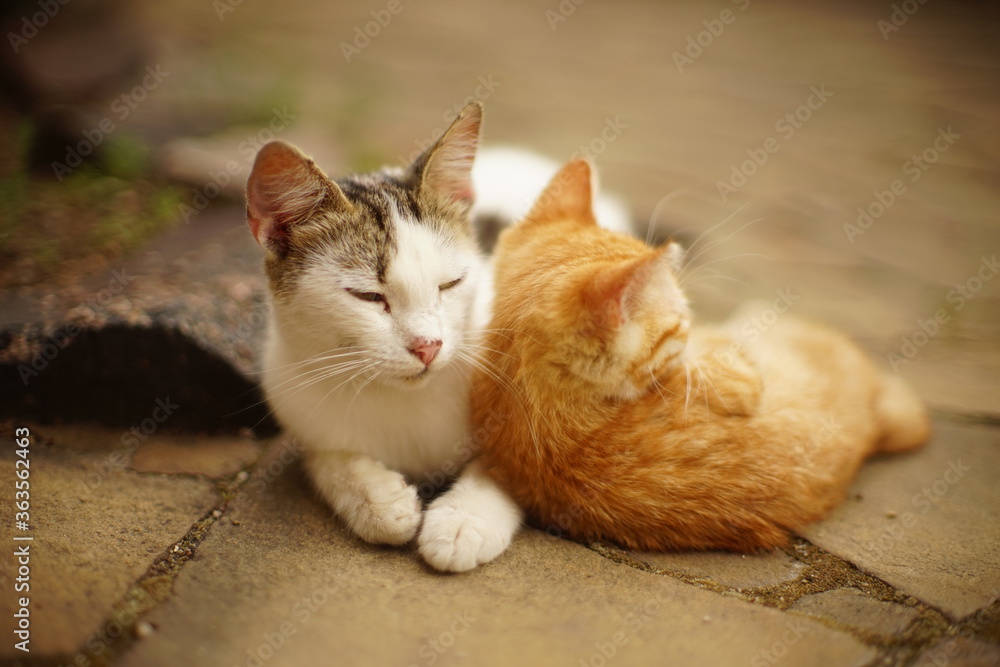 White cat and ginger kitten are rest in a summer garden.