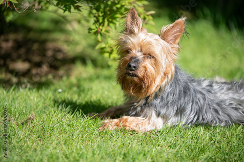 Yorkshire terrier pet dog © kim