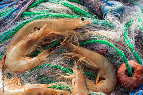 Close up view of the large jumbo shrimp on the fishing net. Commercial techniques for catching wild shrimp include otter trawls, seines and shrimp baiting. A system of nets is used when trawling. photo