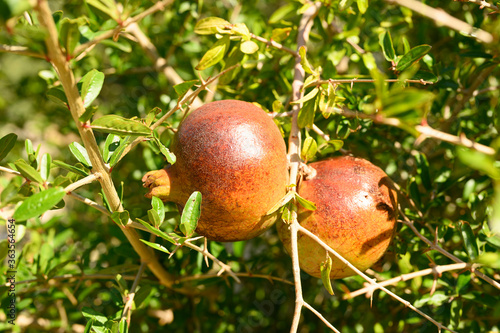 ripe red pomegranates grow on a tree branch in the garden