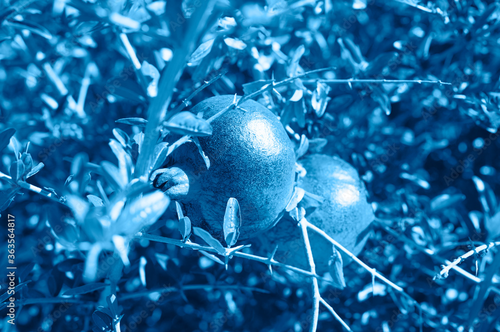 ripe red pomegranates grow on a tree branch in the garden. toned classic blue color trend 2020 year