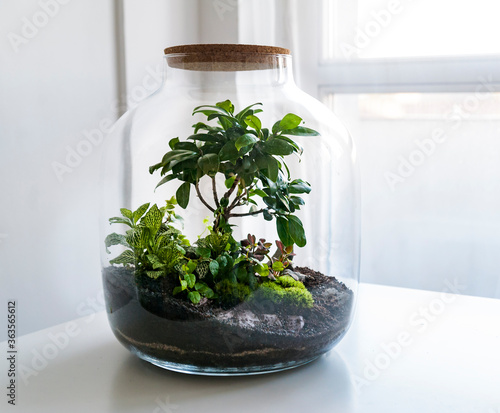 Obraz na płótnie Small decoration plants in a glass bottle/garden terrarium bottle/ forest in a jar. Terrarium jar with piece of forest with self ecosystem. Save the earth concept. Bonsai, set of terrariums/ jars w salonie