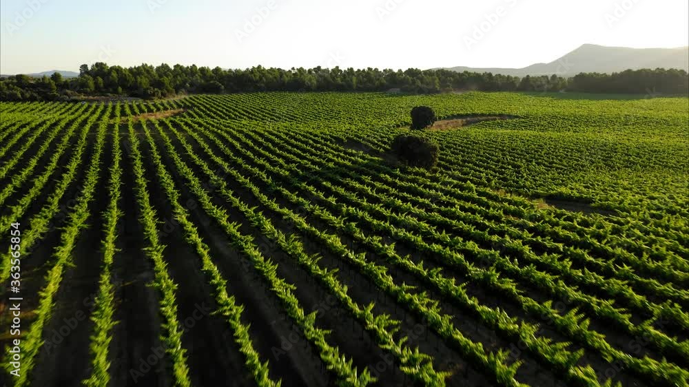 lavender straw bales wheat vineyards in spain lavender straw bales wheat vineyards in spain