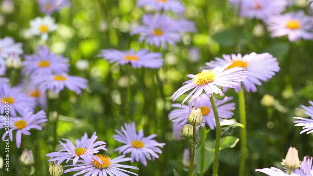 Beautiful meadow in springtime full of flowering daisies with blue yellow blossom and green grass - leucanthemum vulgare, dox-eye daisy - concept garden Beautiful meadow in springtime full of flowering daisies with blue yellow blossom and green grass - leucanthemum vulgare, dox-eye daisy - concept garden