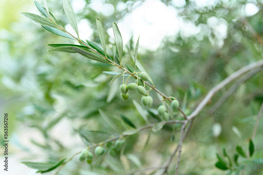 green olives grow on a olive tree branch in the garden. selective focus green olives grow on a olive tree branch in the garden. selective focus