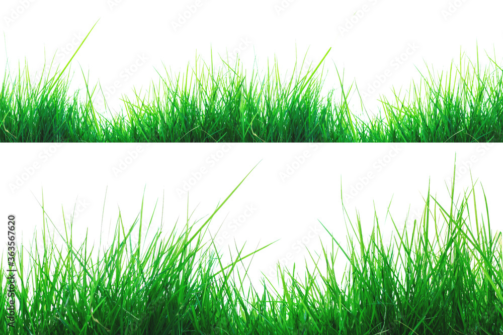 Fototapeta premium Green grass, isolated on a white background