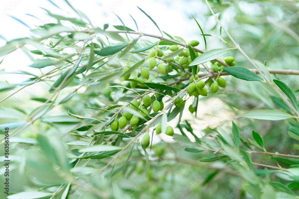 green olives grow on a olive tree branch in the garden. selective focus green olives grow on a olive tree branch in the garden. selective focus
