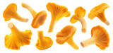 Fresh chanterelle mushrooms isolated on white background
