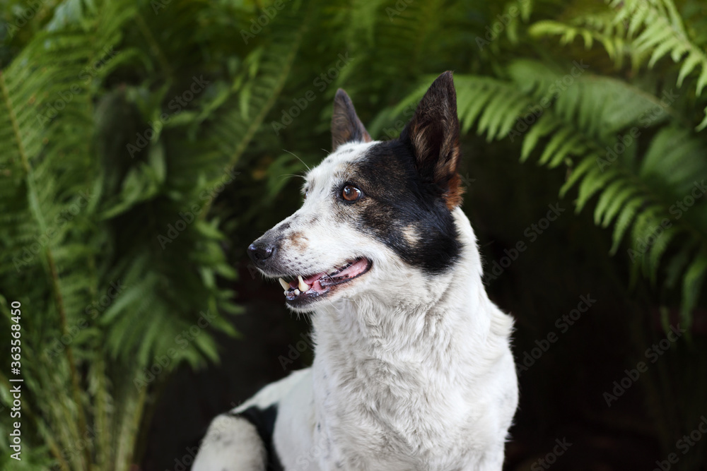Fototapeta premium Joyful black and white dog is looking to the left. Green fern on the background.