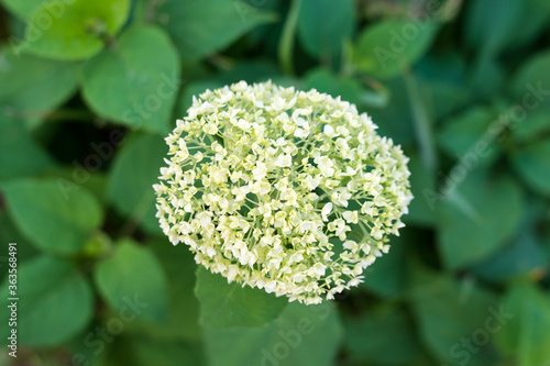 White flowers of panicle hydrangea on a background of green leaves, top view photo