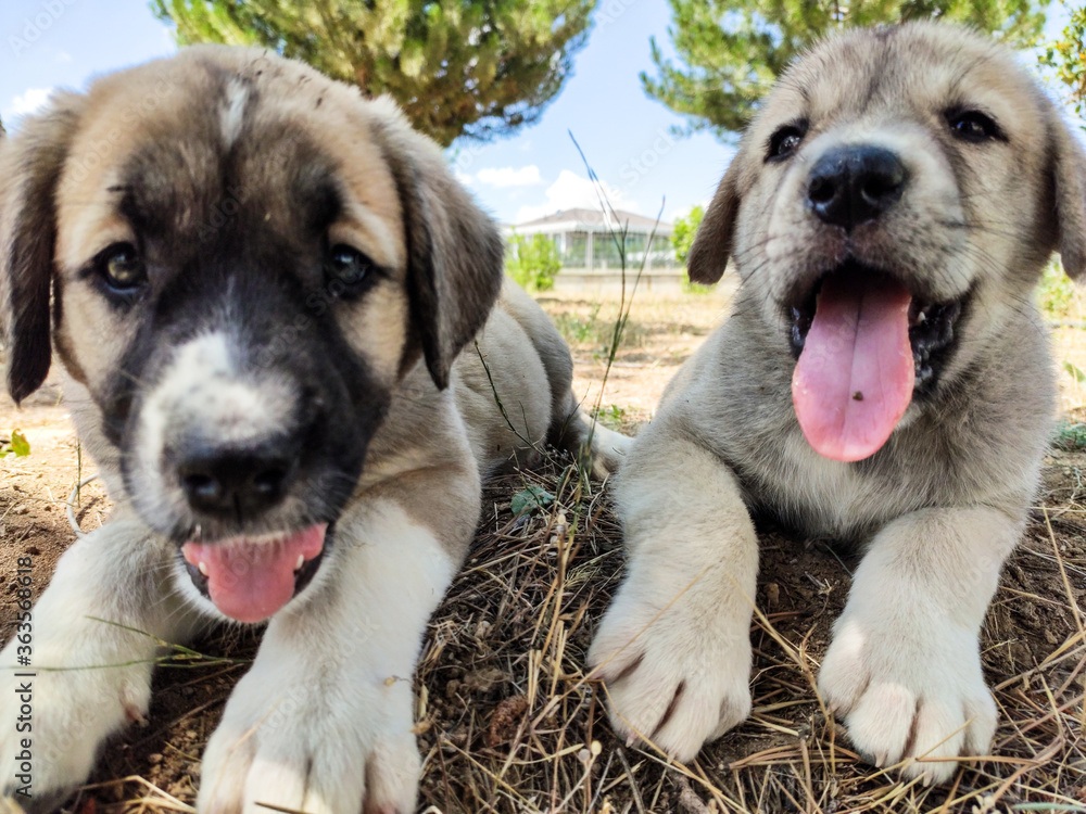 Pyrenees Anatolian Anatolian Shepherd Dog For Sale Anatolian - Main Image