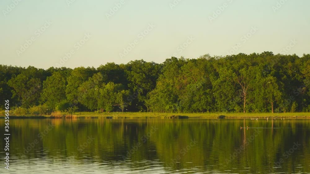 White birds gulls fly and swim over the lake in front of the forest in the evening White birds gulls fly and swim over the lake in front of the forest in the evening