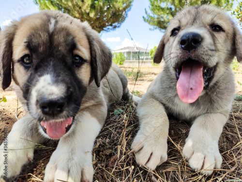Puppy, Anatolian Shepherd Dog. Playing with his brother in the garden...