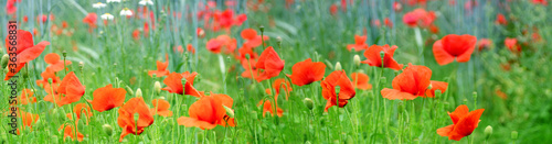 long panoramic photo of blooming red poppies in a green summer field  natural  environmental concept  background for the designer for postcards  wallpapers  banner