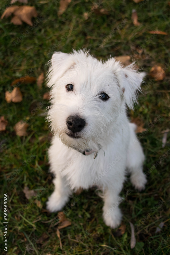 White dog is sitting in grass. She is looking into the camera. White dog is sitting in grass. She is looking into the camera.