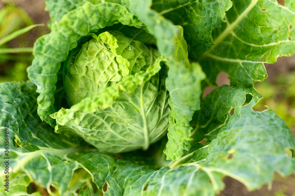 head of fresh honest white cabbage grows in the garden. water drops on leaves head of fresh honest white cabbage grows in the garden. water drops on leaves