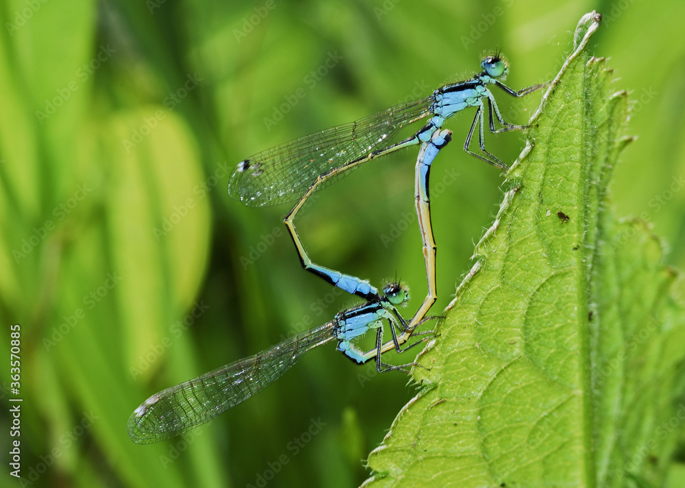 Closeup of blue dragon fly mating on plant. Enallagma cyathigerum. Common blue damselfly. Closeup of blue dragon fly mating on plant. Enallagma cyathigerum. Common blue damselfly.