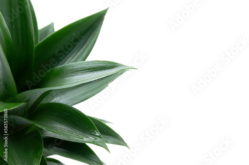 Close up of wet green pineapple leaves isolated on white background with copy space. Summertime concept.