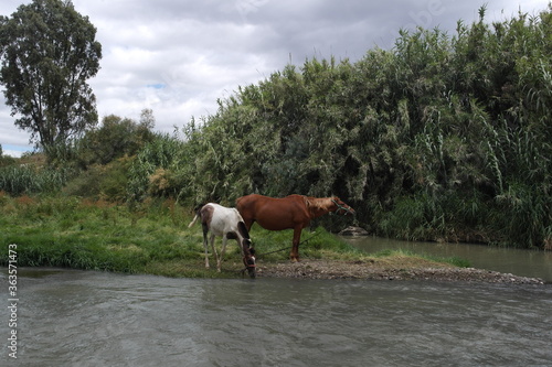 horses on the meadow