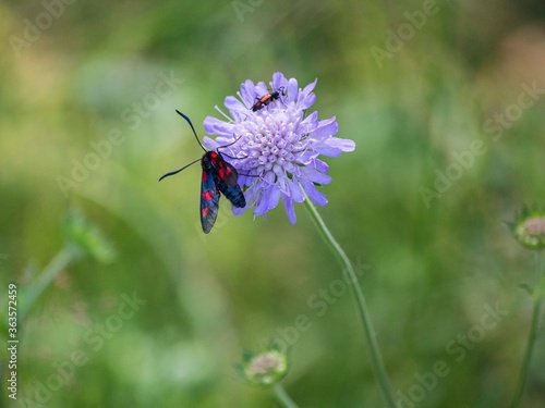 Wallpaper Mural Zygaenidae butterfly on a flower scabiosa Torontodigital.ca