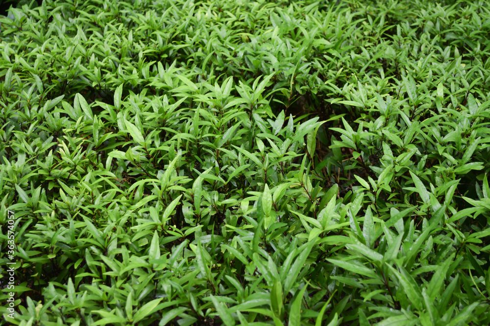 Texture derails of green shrub, fresh tropical leaves for natural background. Texture derails of green shrub, fresh tropical leaves for natural background.