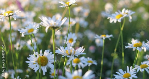 Field of chamomile flowers on a windy Sunny evening. Selective focus on wild daisies at sunset