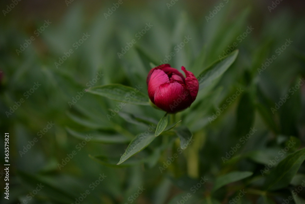 Paeonia peregrina in blooming period. red peony in the garden