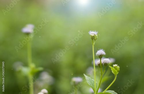 white flowers in the meadow