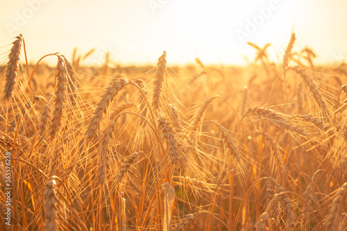 wheat field lit by sunset sunlight