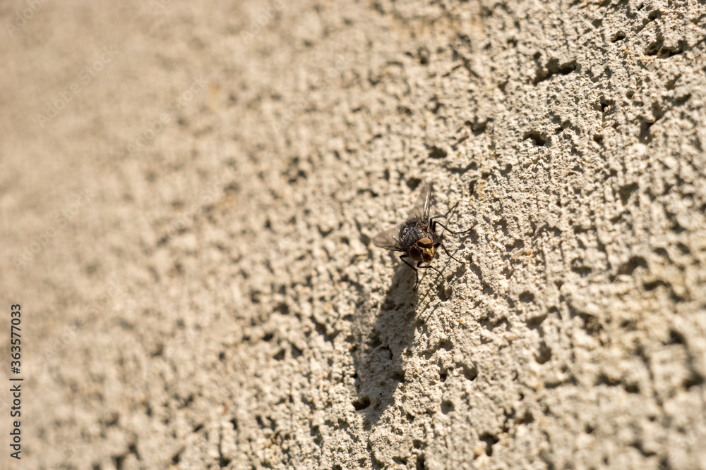 fly sits on a stone wall in sunny day fly sits on a stone wall in sunny day