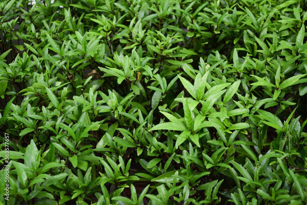 Texture derails of green shrub, fresh tropical leaves for natural background.