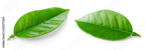 Photos Citrus leaves isolated