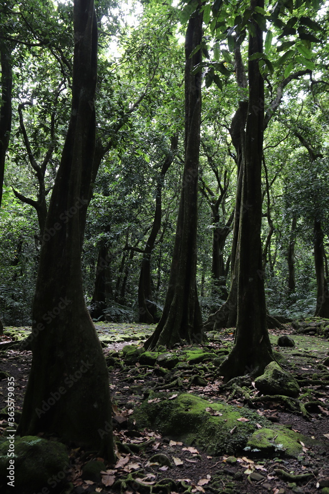 Fototapeta premium Forêt à Moorea, Polynésie française