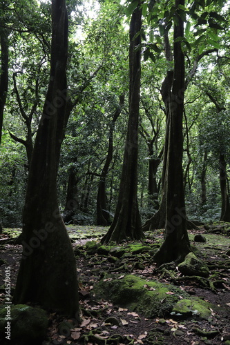 Forêt à Moorea, Polynésie française