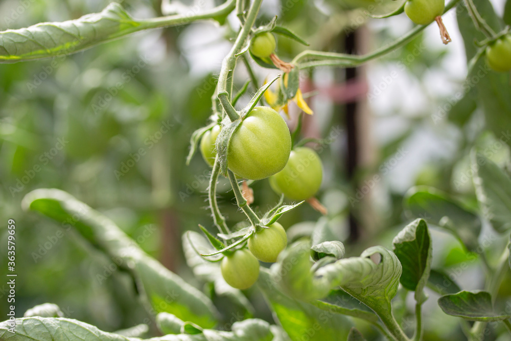 Tomato plant in the greenhouse. Grow organic vegetables in kitchen garden.