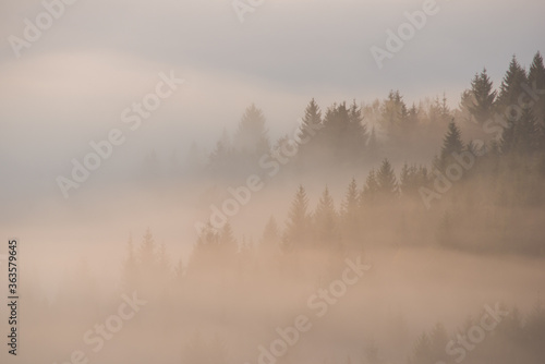 Forest in the morning mist in the mountain. Spruce tops in fog in autumn.