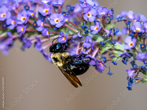 Black and yellow Bumble Bee, up close in a macro photography shot, Pollenating on a purple butterfly bush flower bloom with a soft beige background.  Insects in nature. photo