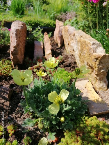 a delicate low yellow Alpine poppy with flown petals on a garden rocky flowerbed next to sedums and other groundcover plants. flower desktop Wallpaper